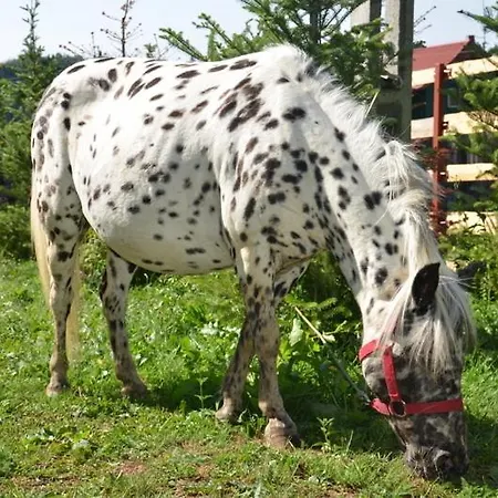 Gainusa De Munte 4* Cheia (Prahova)